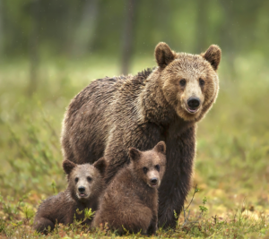 Family of bears in a field
