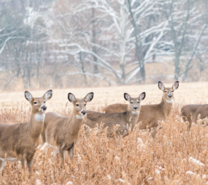 Group of deer in the field