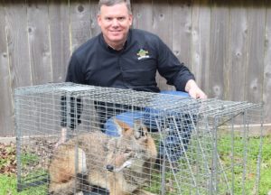 Man caught Coyote in a trap