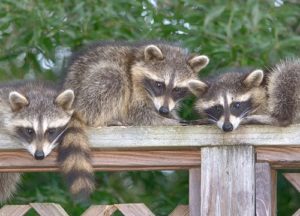 Three raccoons sitting on a wood fence