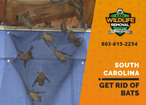 get rid of bats south carolina