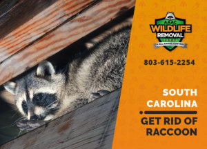get rid of raccoon south carolina