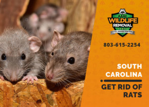 get rid of rats south carolina