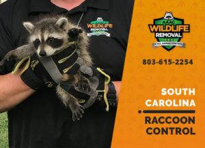 raccoon control south carolina