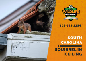 squirrel stuck in ceiling south carolina