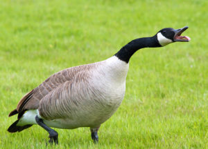 Goose running in the lawn
