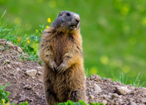 Groundhog standing in the garden