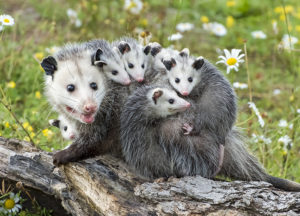 Family of Opossums in a field