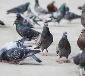 Group of pigeons in a commercial area