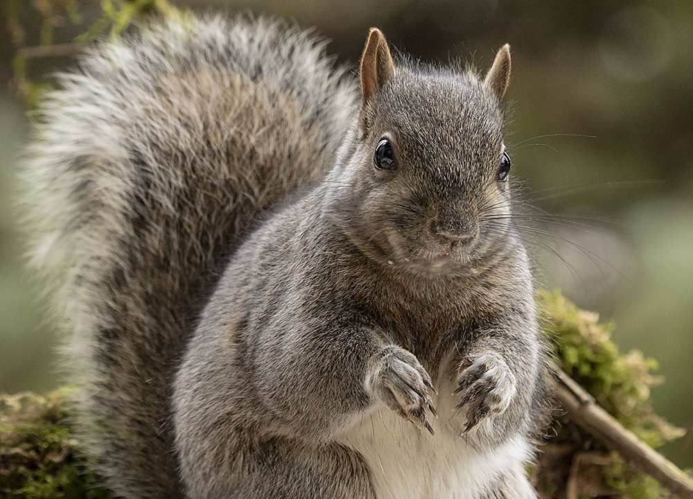 Can I Trap Grey Squirrels in North Carolina?