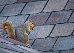 Squirrel standing on the roof