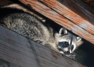 Raccoon in the attic