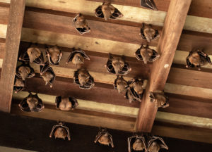 Group of bats in an attic