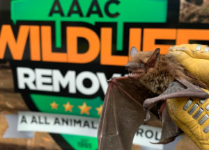 Bat removed from an attic in front of AAAC Wildlife Removal truck