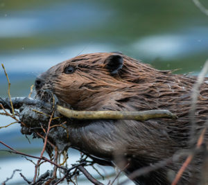 Beaver chewing a stick
