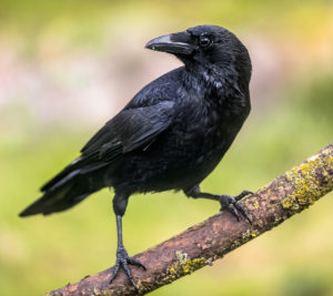 Crow on a tree branch