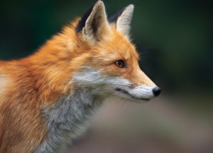 Fox looking at its prey