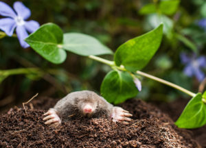 Mole digging in the garden