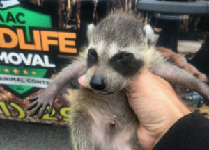 Young raccoon caught in front of AAAC Wildlife Truck