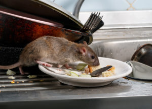 Rat eating leftovers on the plate