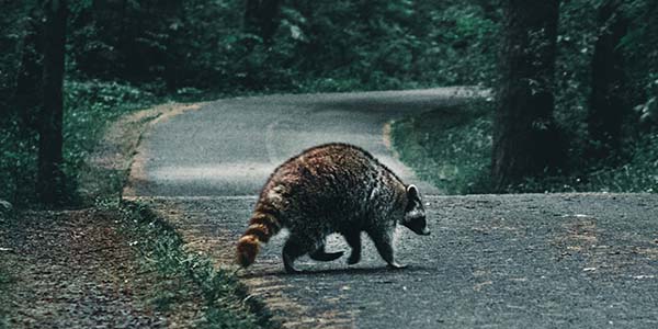Raccoon Crossing the road