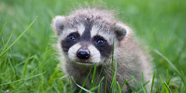 raccoon baby in a field