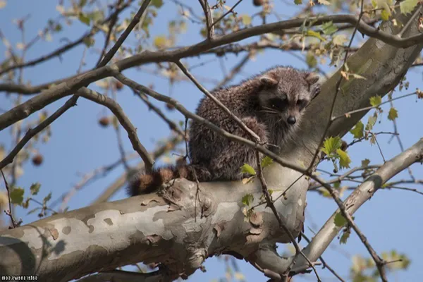 What to Do About a Raccoon in a Tree?